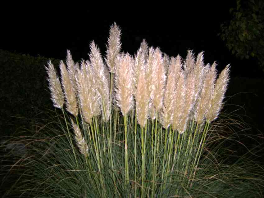 herbe de pampa oct 2007